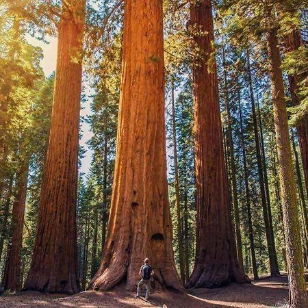 The Sequoia Hut! Villa Three Rivers Bagian luar foto
