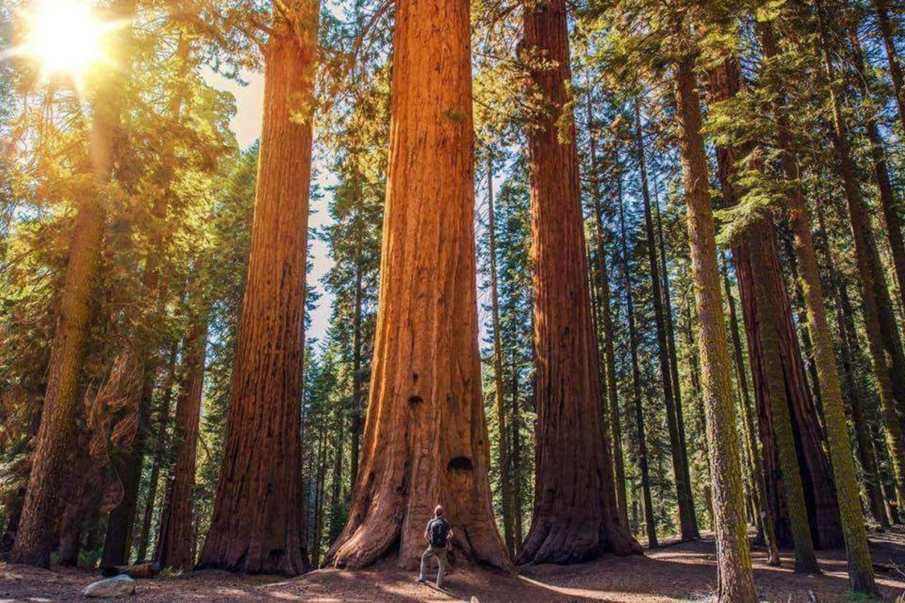 The Sequoia Hut! Villa Three Rivers Bagian luar foto